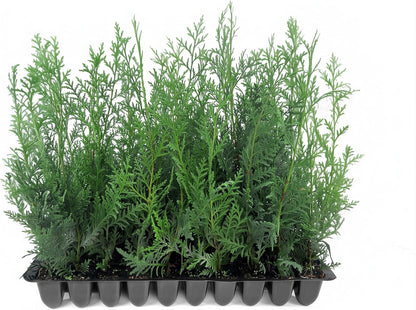 Murray Cypress | 40 Live Plants | Cupressocyparis leylandii 'Murray' | Fast Growing Privacy Trees | Evergreen Plants for Windbreaks