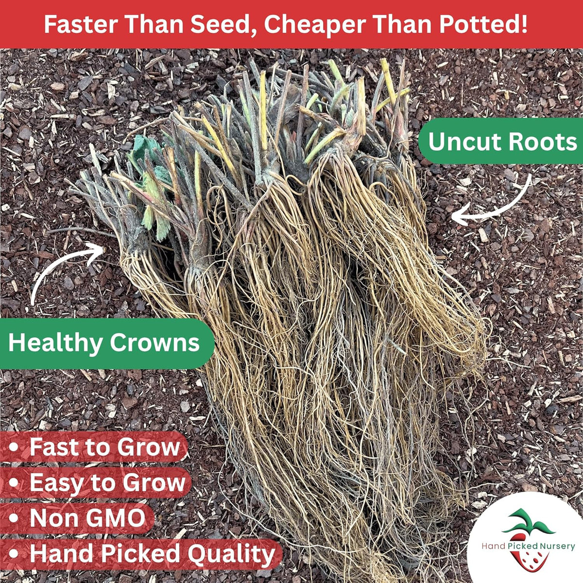 Everbearing Strawberry Plants - Harvest Strawberries Two to Three Times Per Year! Bare Root Everbearing Strawberry Plants from Hand Picked Nursery (15)