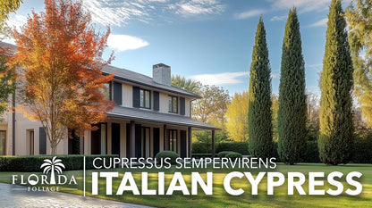 Italian Cypress | 1 Large Gallon Size Tree | Cupressus sempervirens | Narrow Evergreen Plants | Tall Privacy Landscaping | Upright Ornamental Outdoor Plant