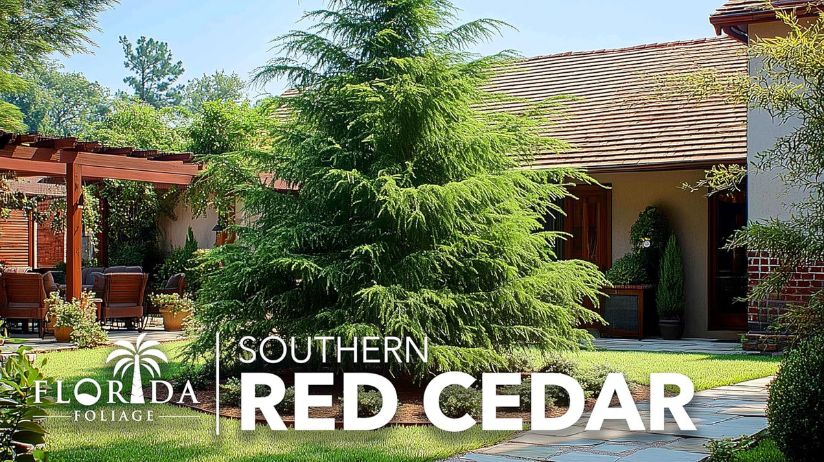 Southern Red Cedar | 30 Live Plants | Juniperus Virginiana Silicicola | Evergreen Privacy Trees | Native Landscape Plants