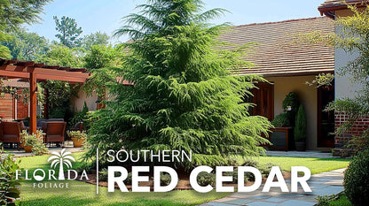 Southern Red Cedar | 30 Live Plants | Juniperus Virginiana Silicicola | Evergreen Privacy Trees | Native Landscape Plants