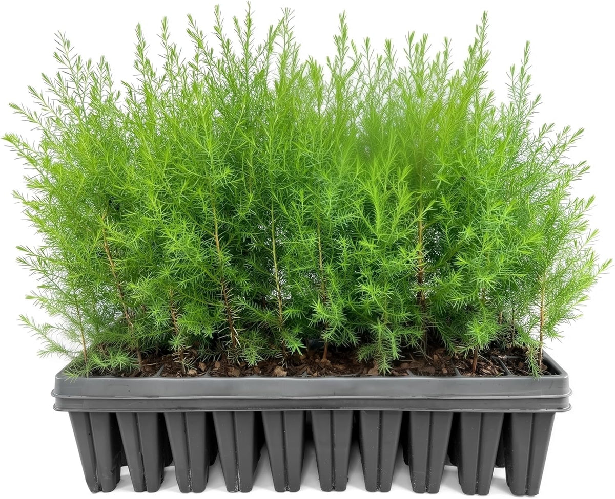 Southern Red Cedar | 30 Live Plants | Juniperus Virginiana Silicicola | Evergreen Privacy Trees | Native Landscape Plants