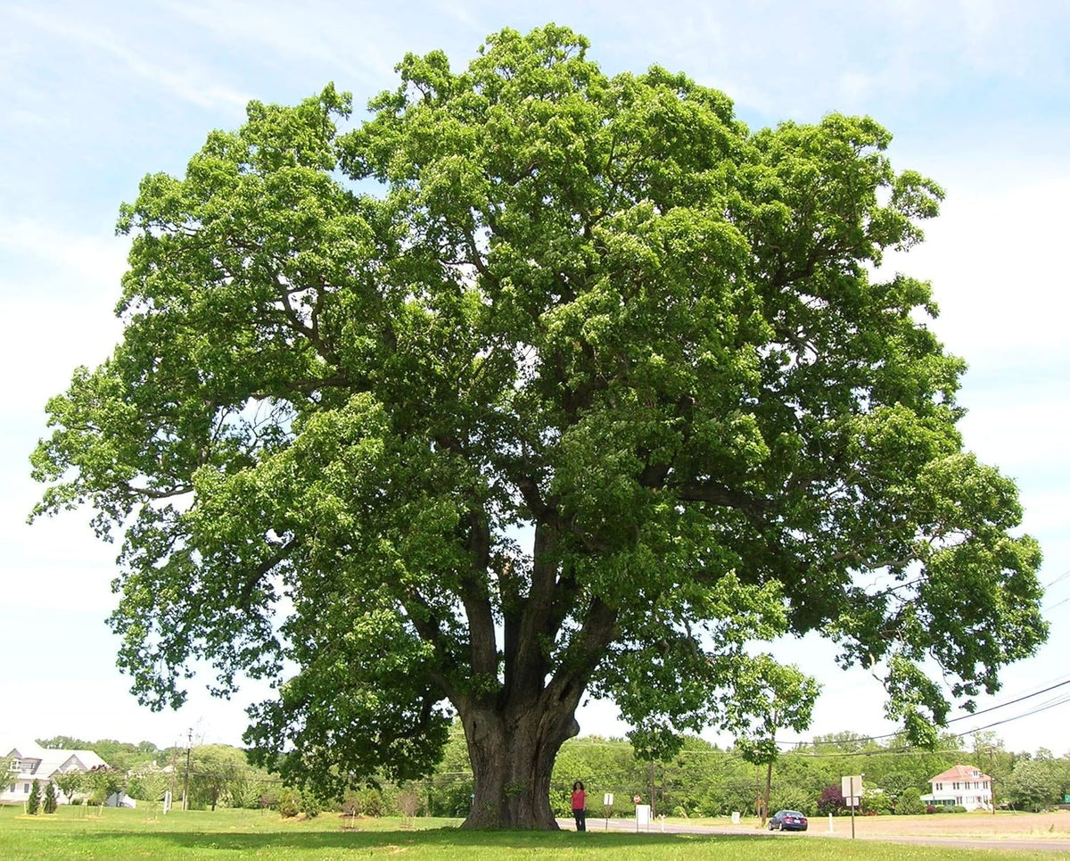 White Oak Tree Seedlings for Planting - 1 Yr Old Seedlings of Quercus alba (5 White Oak Trees) - No Ship to California
