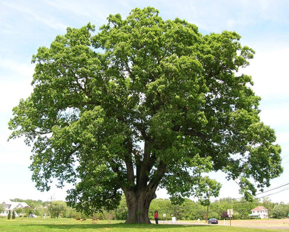 White Oak Tree Seedlings for Planting - 1 Yr Old Seedlings of Quercus alba (5 White Oak Trees) - No Ship to California