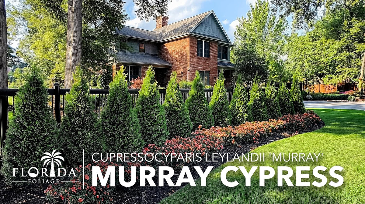 Murray Cypress | 40 Live Plants | Cupressocyparis leylandii 'Murray' | Fast Growing Privacy Trees | Evergreen Plants for Windbreaks